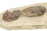 Line Of Eight Asaphellus Trilobites - Morocco #260005-5